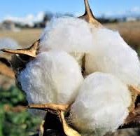 organic cotton